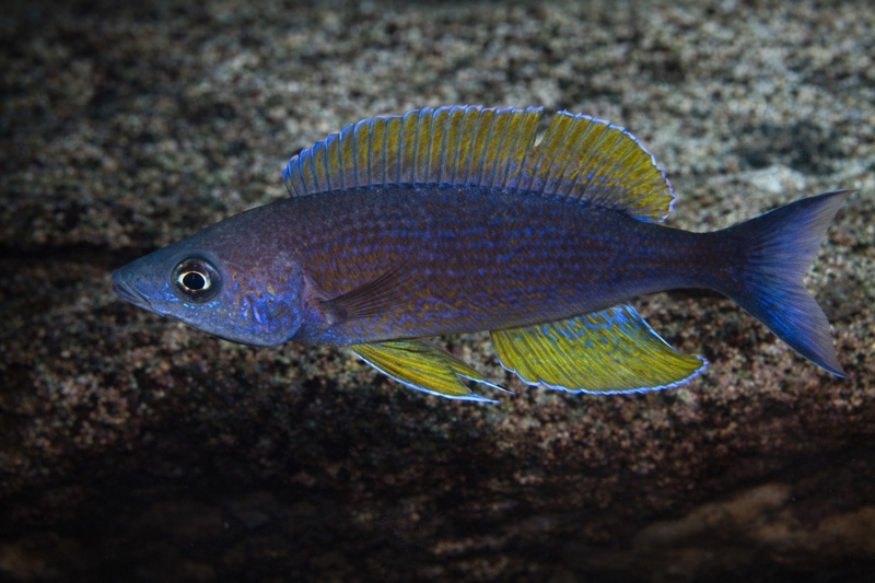 Cyprichromis pavo 'Luagala Point'